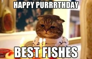 Happy Birthday Meme Funny Animals