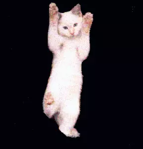 Happy Birthday Gif Cat Dancing