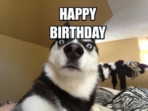 Happy Birthday Meme Dog