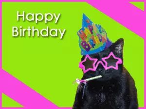 Happy Birthday Gif Images Funny Cat