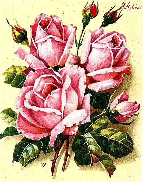 Именины Розы, поздравление Розе